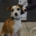 Przyjęty: 2025-03-17 Gmina: Jaworzno Płeć: Pies Opis: mieszaniec, brązowo-białe