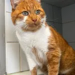 Znaleziono kota, Lublin, 15 marca 2025