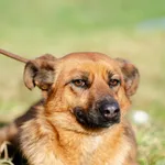 Oddam psa, Gdańsk, 19 marca 2025