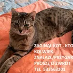 Zaginął kot, Łódź, 19 marca 2025