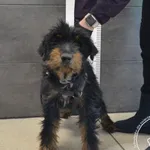 Przyjęty: 2025-03-17 Gmina: Jaworzno Płeć: Pies Opis: w typie teriera, czarne-podpalane