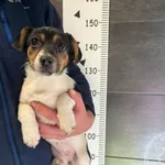 Przyjęty: 2025-03-18 Gmina: Żywiec Płeć: Suka Opis: mieszaniec, tricolor