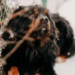 Bordo 616093903032422