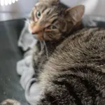 KOT Z INTERWENCJI 18 .03.2025.