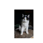 Znaleziono kota, Białystok, 28 stycznia 2025