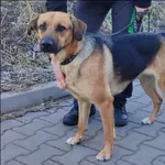 Znaleziono psa, Grudziądz, 16 marca 2025