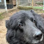 Rutek szuka domu… póki jeszcze jest czas.