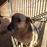 Pies do adopcji, Orzechowce, 13 marca 2025