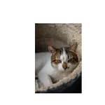 Znaleziono kota, Białystok, 23 stycznia 2025