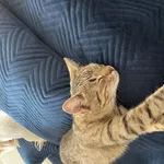 Zaginął kot, Łódź, 18 marca 2025