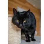 Znaleziono kota, Białystok, 29 grudnia 2024