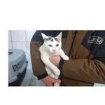 Znaleziono kota, Białystok, 17 lutego 2025