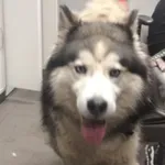 Znaleziono psa, Bydgoszcz, 14 marca 2025