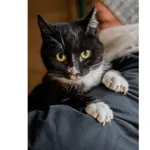 Znaleziono kota, Białystok, 20 stycznia 2025