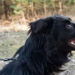 Pies do adopcji, Nowodwór, 17 marca 2025