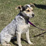 Pies do adopcji, Ropczyce, 19 marca 2025