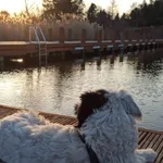 Zaginął pies, Radogoszcz, 19 marca 2025