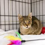 Znaleziono kota, Sosnowiec, 18 marca 2025