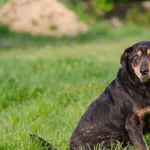 Pies do adopcji, Zgierz, 20 marca 2025