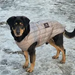 Pies do adopcji, Zgierz, 20 marca 2025