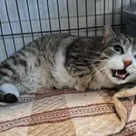 Znaleziono kota, Sosnowiec, 18 marca 2025