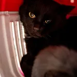 Znaleziono kota, Sosnowiec, 15 marca 2025