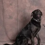 Pies do adopcji, Gdańsk, 19 marca 2025