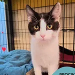 Kot do adopcji, Gdynia, 20 marca 2025