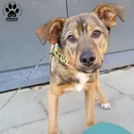 Znaleziono psa, Gdynia, 16 marca 2025