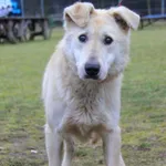 Pies do adopcji, Grudziądz, 2 marca 2025