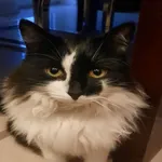 Zaginął kot, Lublin, 20 marca 2025