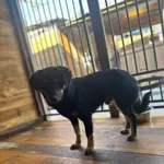 Pies do adopcji, Rytlów, 21 marca 2025