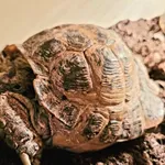 Znaleziono zwierzę, Lublin, 8 marca 2025