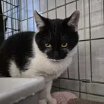 Znaleziono kota, Sosnowiec, 18 marca 2025