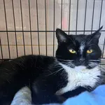 Znaleziono kota, Sosnowiec, 26 lutego 2025