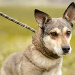 Oddam psa, Gdańsk, 21 marca 2025