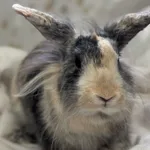 Znaleziono zwierzę, Lublin, 13 marca 2025