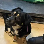 Znaleziono psa, Lublin, 21 marca 2025