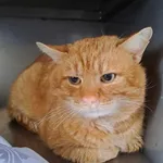 Znaleziono kota, Olsztyn, 19 marca 2025