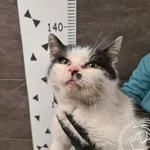 Kot do adopcji, Chełmek, 4 grudnia 2024