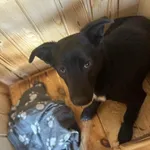 Pies do adopcji, Rytlów, 21 marca 2025