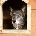 Oddam psa, Sopot, 21 marca 2025