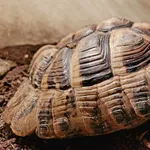 Znaleziono zwierzę, Lublin, 19 marca 2025