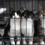 Kot do adopcji, Sosnowiec, 20 marca 2025