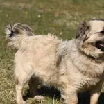 Pies do adopcji, Ropczyce, 21 marca 2025