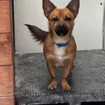 Znaleziono psa, Lublin, 7 lipca 2025