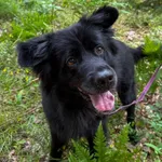 Pies do adopcji, Włocławek, 21 marca 2025