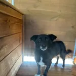 Pies do adopcji, Rytlów, 21 marca 2025