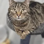 Kot do adopcji, Szczecin, 18 października 2024