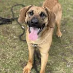 Pies do adopcji, Kraków, 7 marca 2025